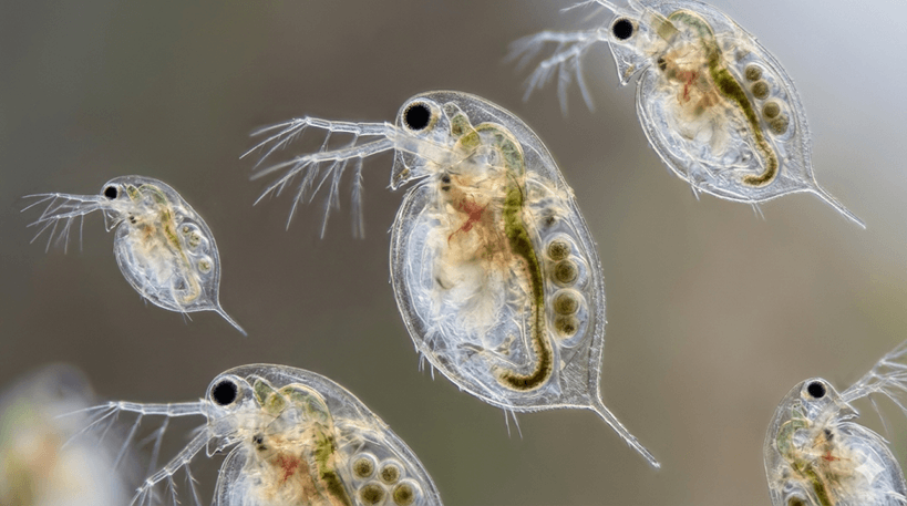 Water Flea (Daphnia)